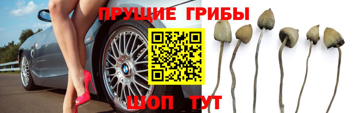 Псилоцибиновые грибы мицелий Сальск